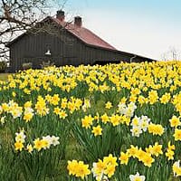 Daffodill Field